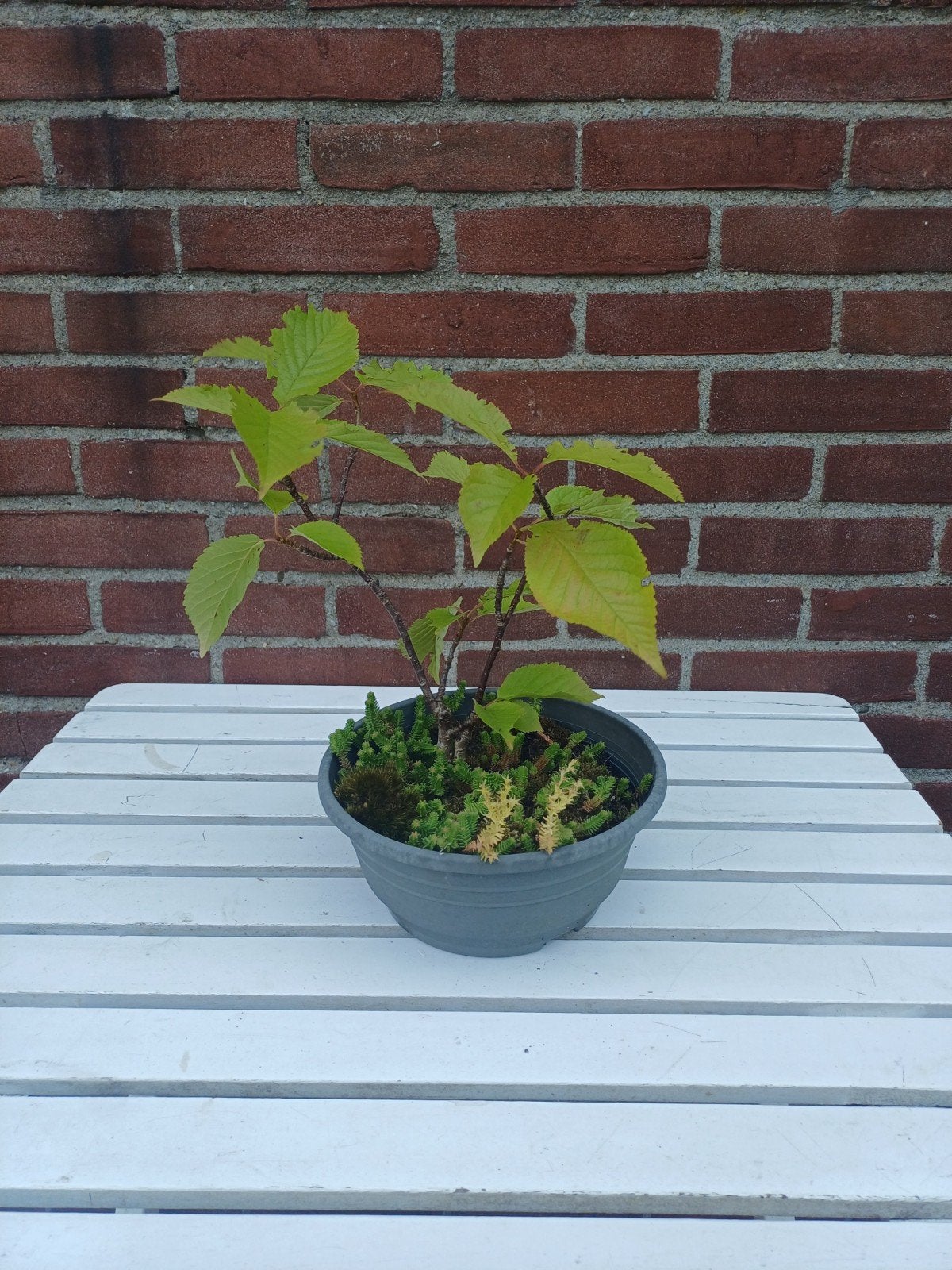 Kersenboom in pot met bodem bonsai, Vaste plant, Bloeit niet, Halfschaduw, Ophalen