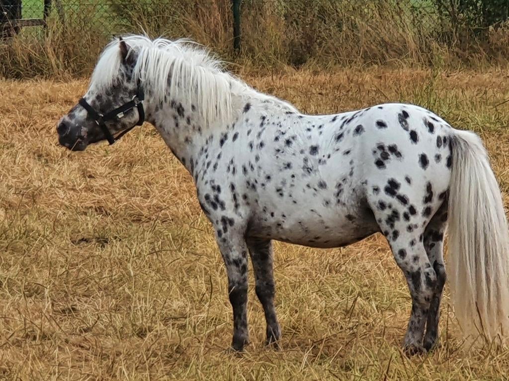 Te koop goedgekeude falabella hengst  . 2, Dieren en Toebehoren, Hengst, A pony (tot 1.17m), 0 tot 2 jaar