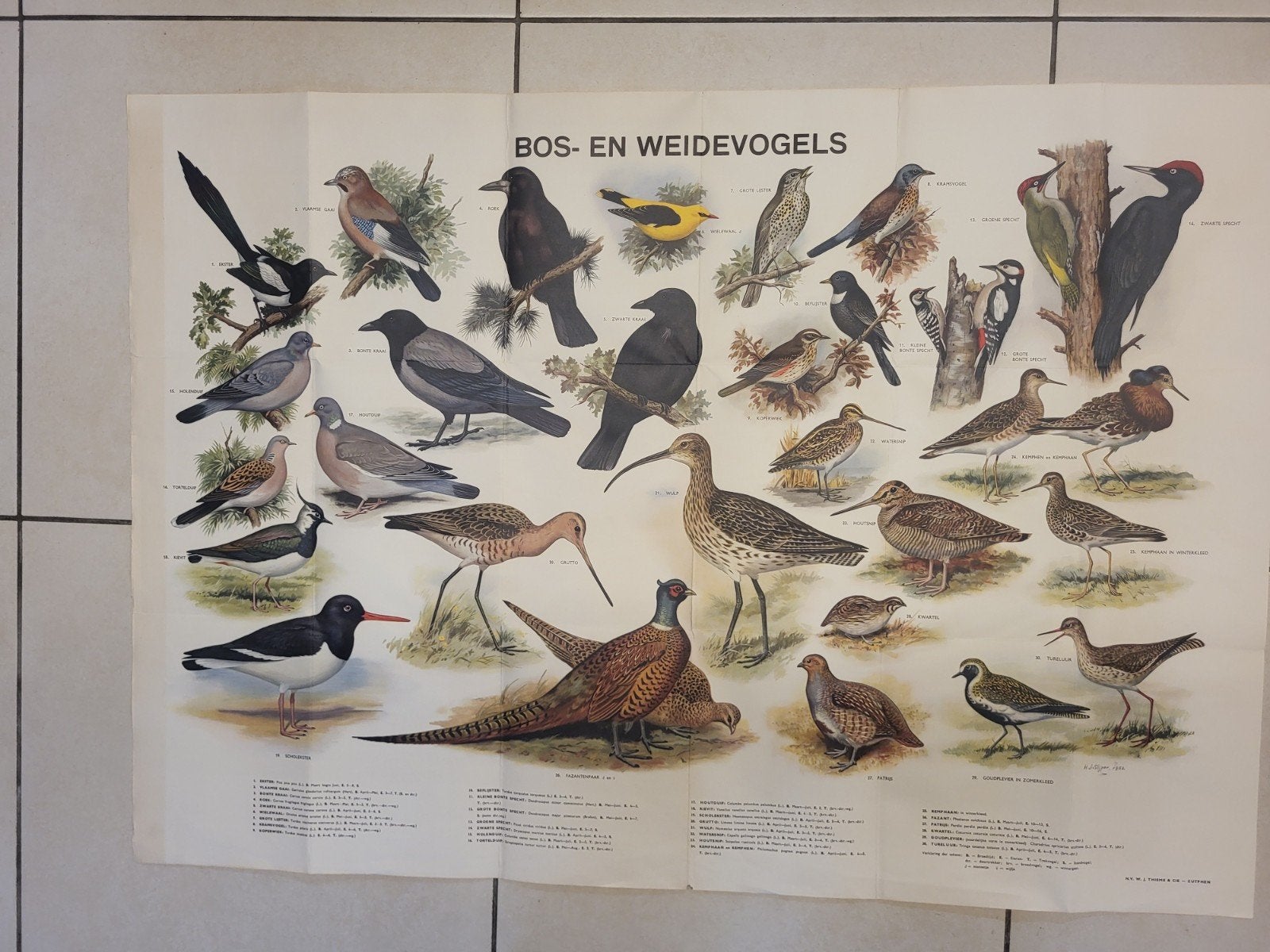 Bos en weidevogels poster, Ophalen of Verzenden