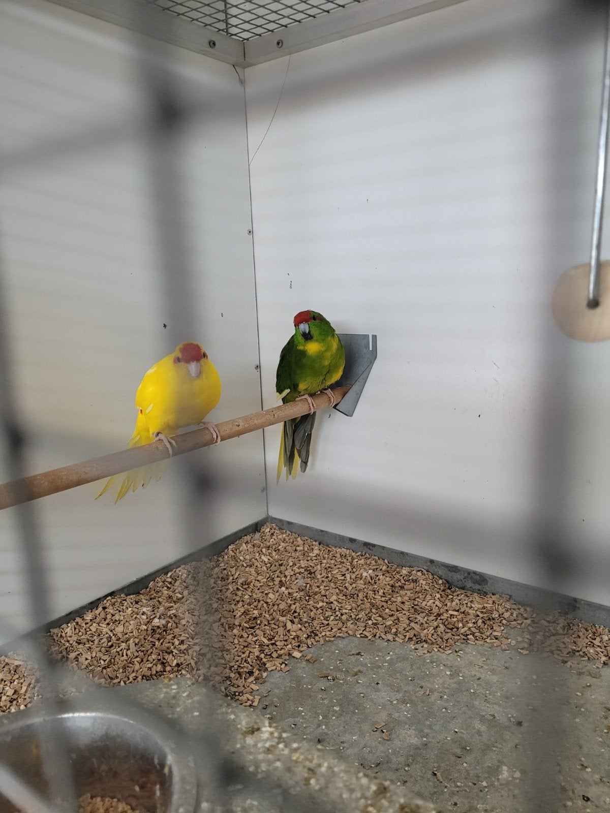 koppel kakarikies, Meerdere dieren, Parkiet, Geringd
