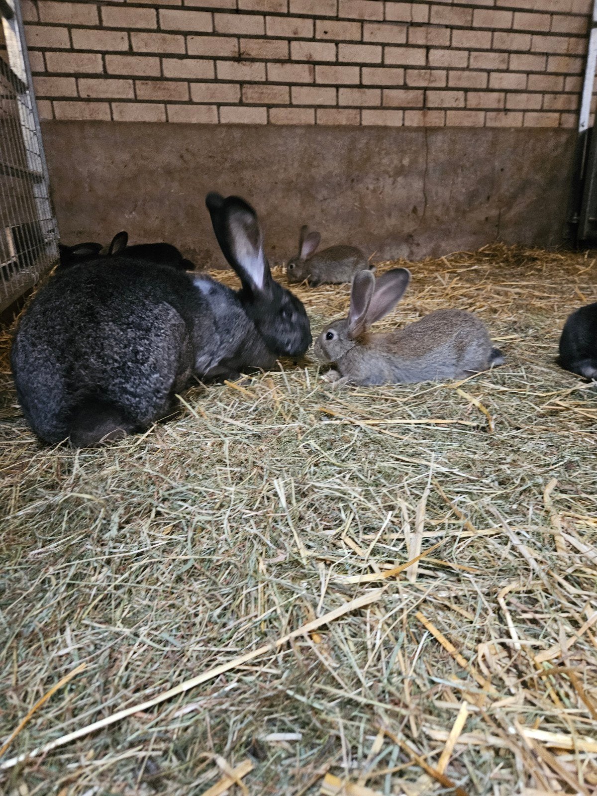 vlaamse reuzen, Meerdere dieren, Groot, 0 tot 2 jaar
