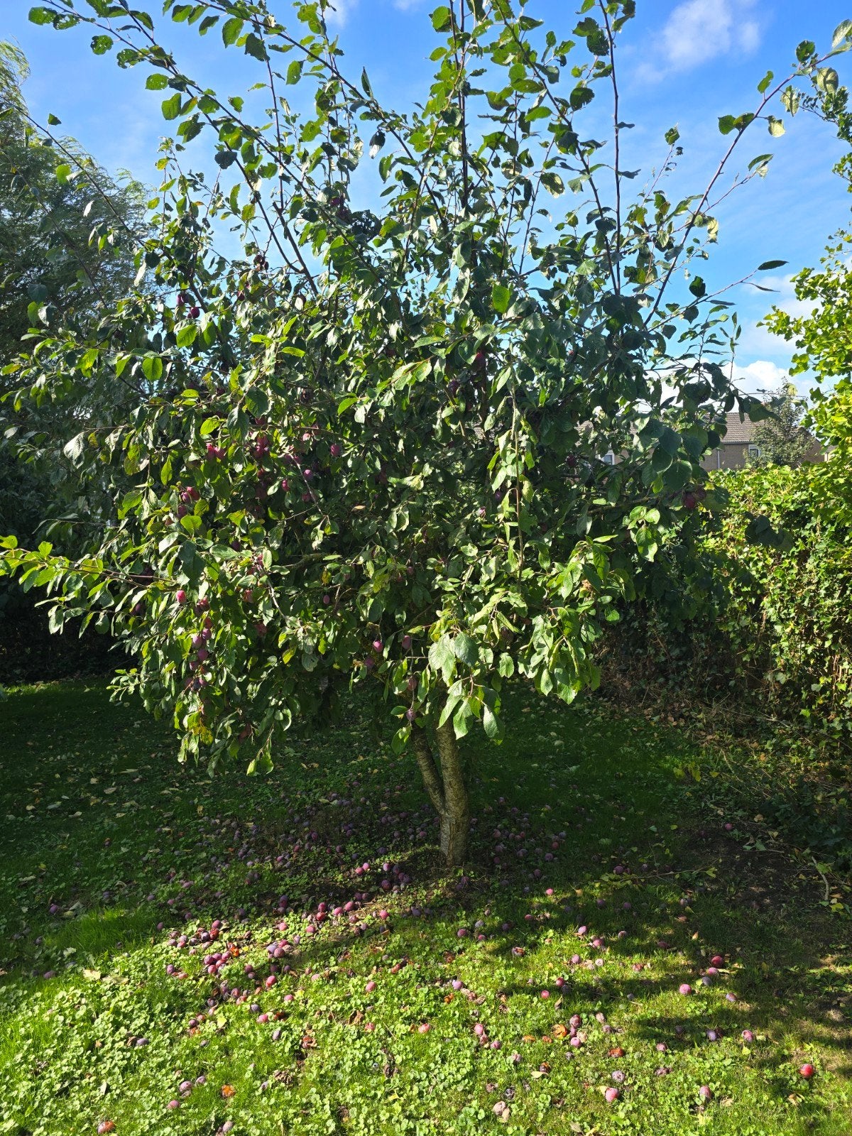 Pruimenbomen 2 stuks, Overige soorten, 250 tot 400 cm, Zomer, Ophalen