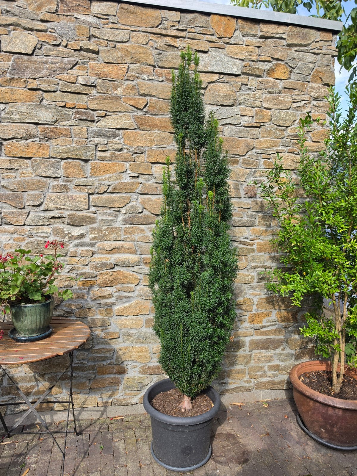 Taxus Baccata 'Fastigiata' - Zuilvormige Taxus, Volle zon, Vaste plant, Bloeit niet, Ophalen
