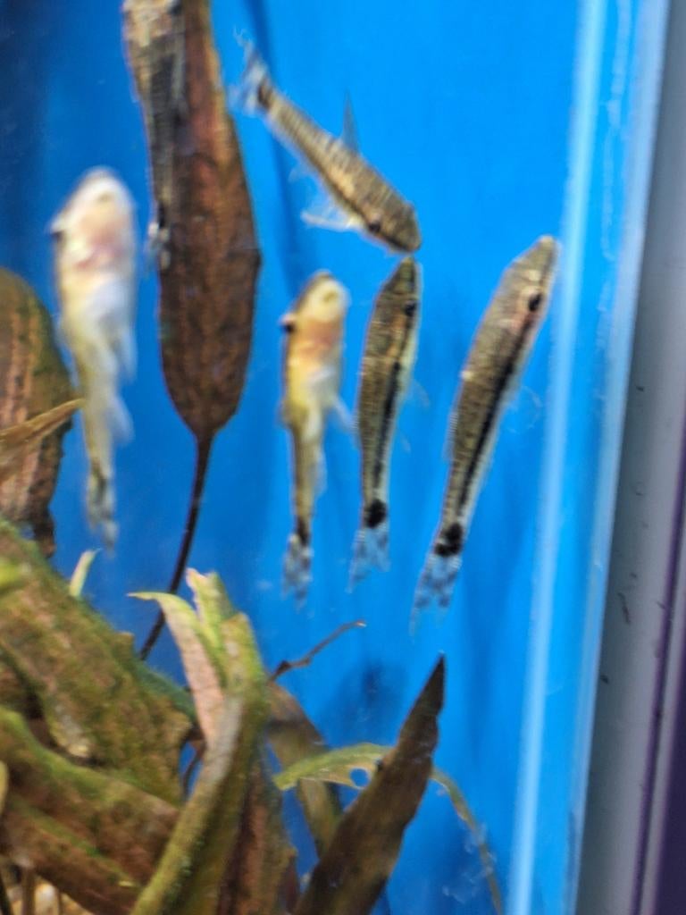 Otocinclus affinis algeneter aquarium vissen vis kopen, Vis