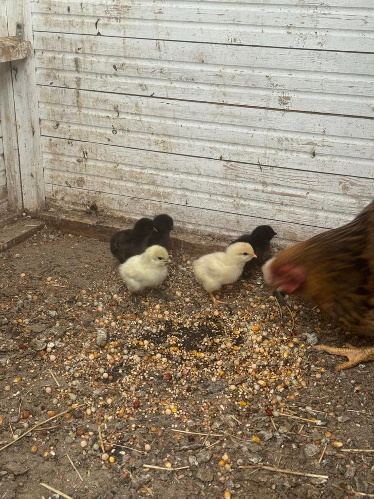 6 kuikens en een moederkip, Dieren en Toebehoren, Pluimvee, Meerdere dieren, Kip