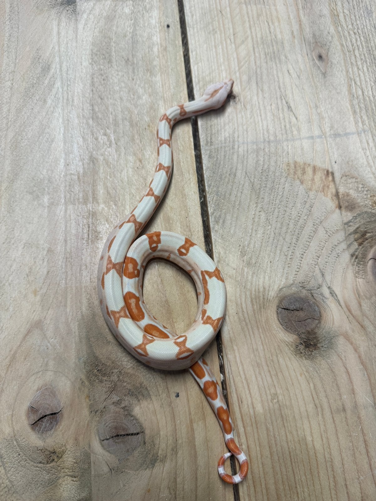 BCI Super Sunglow het VPI 1.0, Dieren en Toebehoren, Reptielen en Amfibieën, Slang, 0 tot 2 jaar