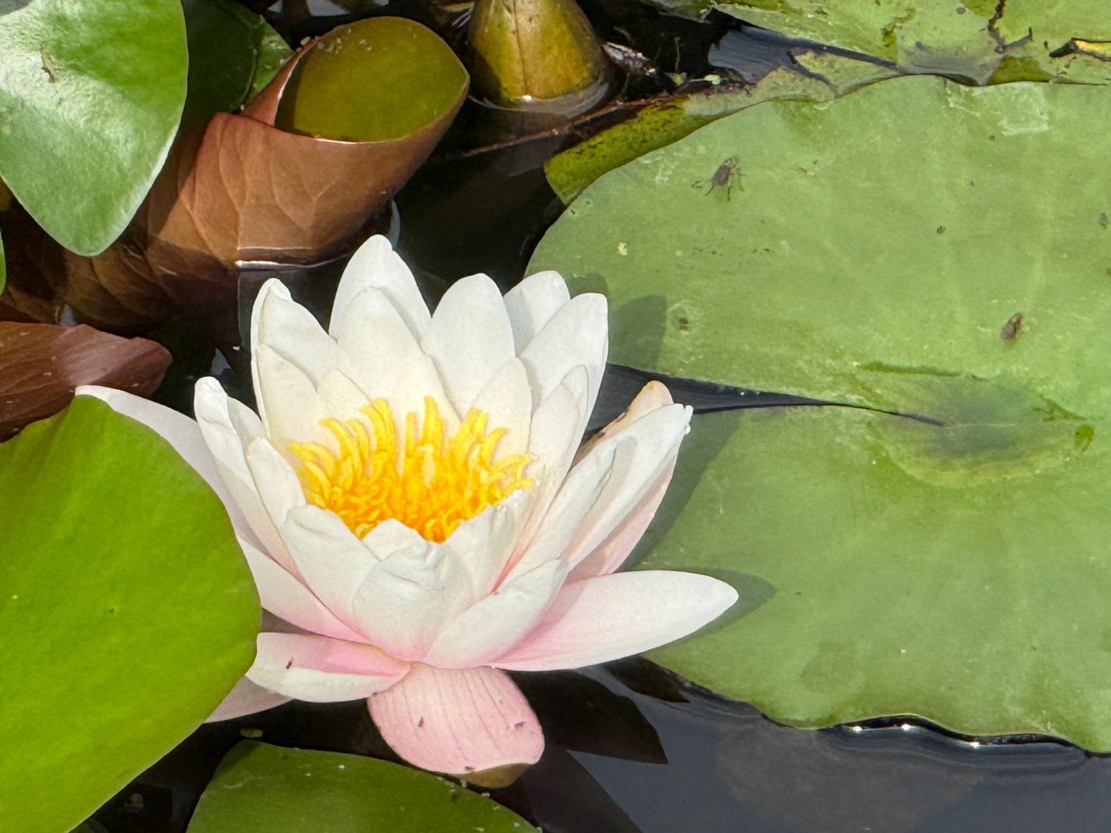 Waterplanten - lelie / gele lis - emmer vol!, Ophalen, Nieuw