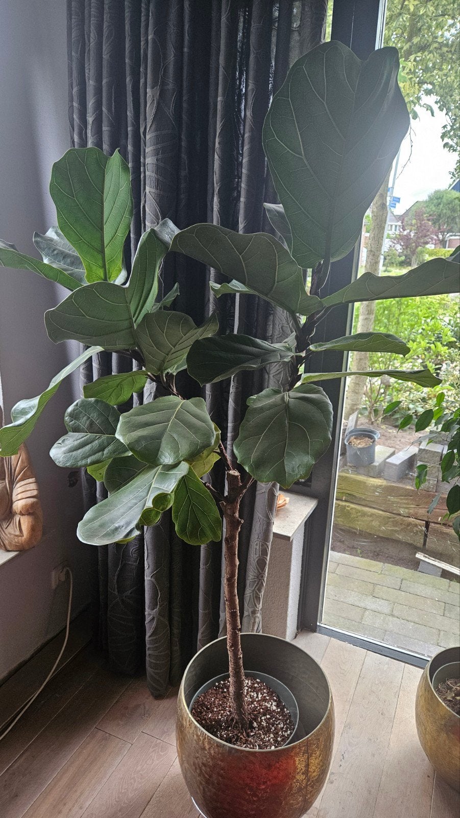 Grote Ficus Lyrata (Tabaksplant) in pot, Ficus, In pot, 150 tot 200 cm, Groene kamerplant