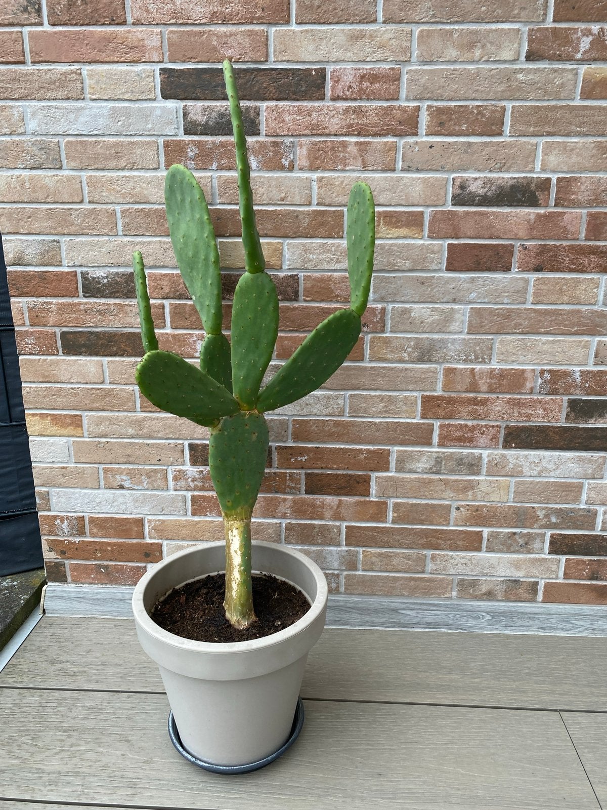 Grote Opuntia cactus in pot - Ideaal voor zonnige plekken, Tuin en Terras, Planten | Tuinplanten, Volle zon, Vaste plant, Bloeit niet