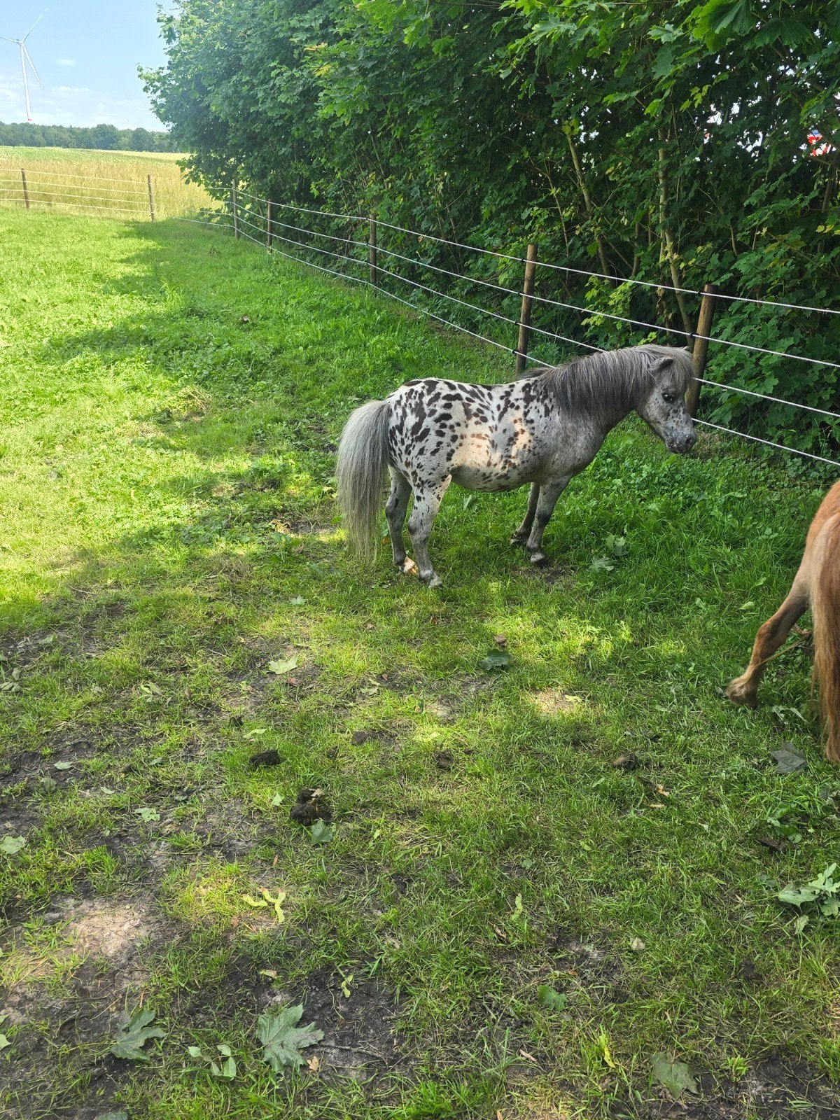 Hengst, Dieren en Toebehoren, Pony's, Hengst, A pony (tot 1.17m), 0 tot 2 jaar