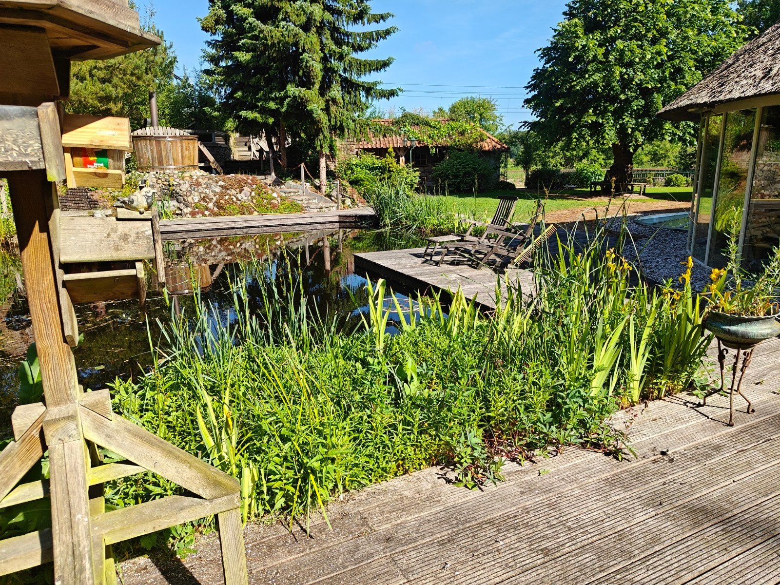 Diverse vijver en moeras planten te koop., Tuin en Terras, Ophalen