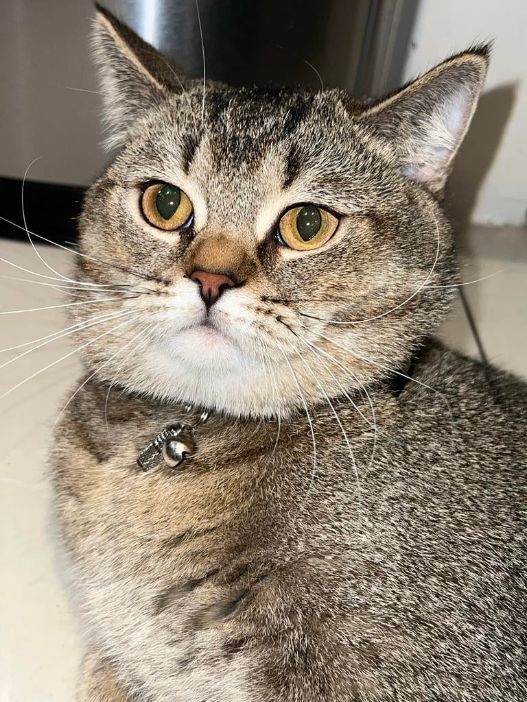 Golden black 100% Brits korthaar kater te koop, Kater, Ontwormd