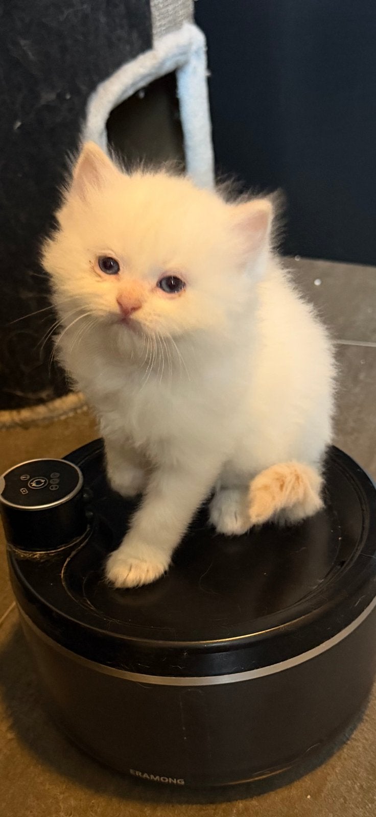 Raszuivere ragdoll kittens, Meerdere dieren, Gechipt, 0 tot 2 jaar