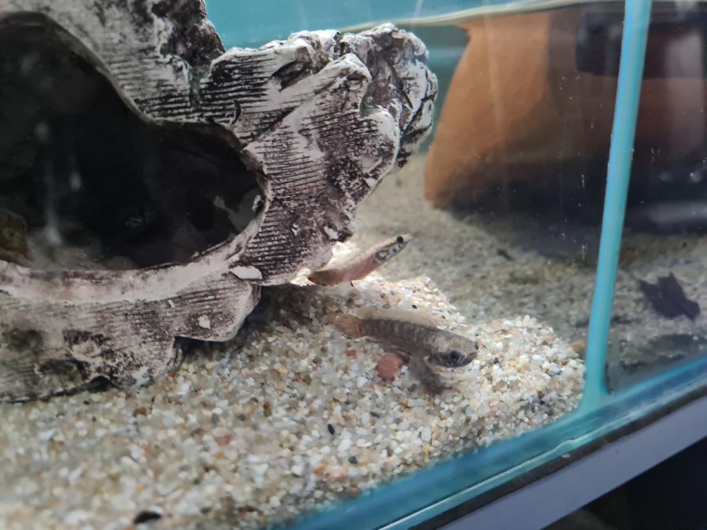 Channa Bleheri, Slangenkopvis, Dieren en Toebehoren, Vissen | Aquariumvissen, Vis, Zoetwatervis