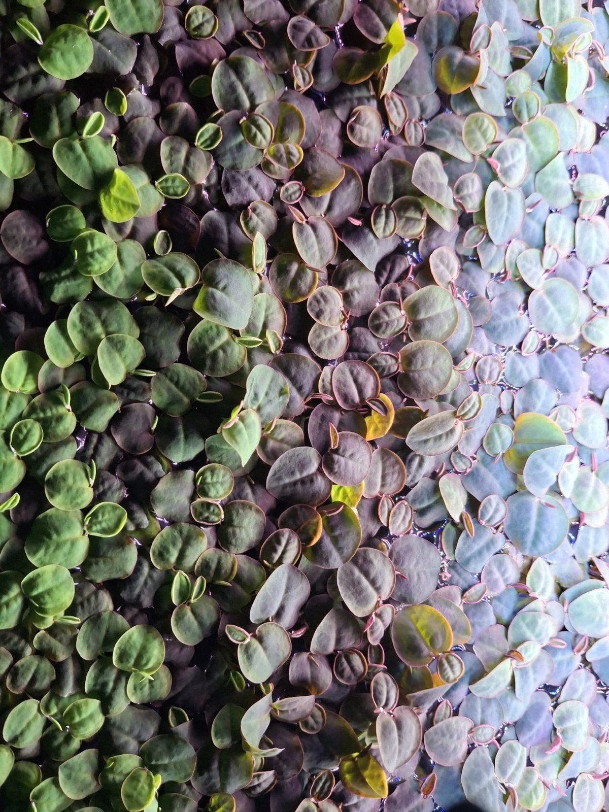 aquarium drijfplant, Phyllanthus fluitans, Verzenden, Nieuw