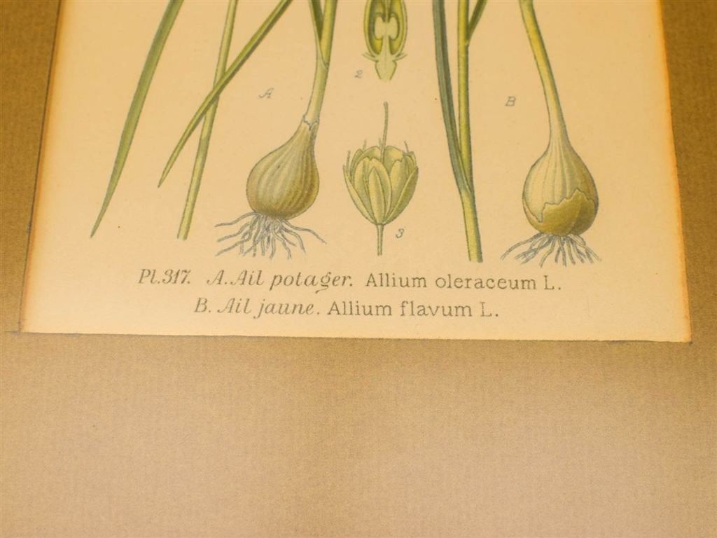 Ingelijste natuurhistorische prent 52035, Ophalen of Verzenden, Voor 1920, Ongelopen, Utrecht