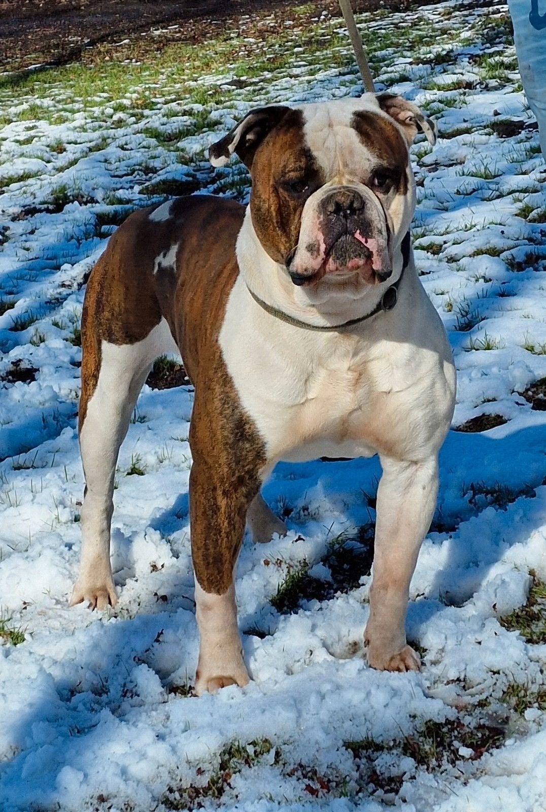 supermooie dekreuen staan ter dekking, Nederland, Bulldog, Meerdere, Fokker | Professioneel