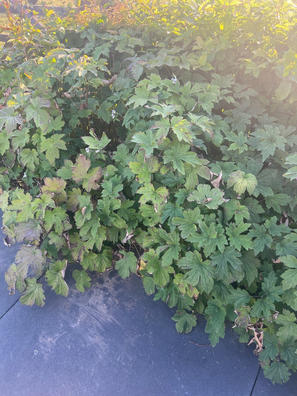 Grote pol Annemonen (Anemone hybrida Serenade), Vaste plant, Halfschaduw, Zomer, Ophalen