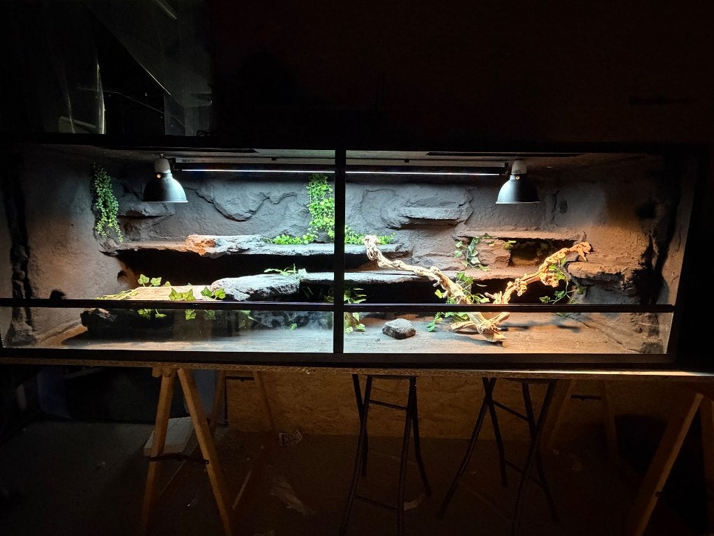 Compleet terrarium, nieuw, 200x60x60, Ophalen of Verzenden, Nieuw, Terrarium of Paludarium