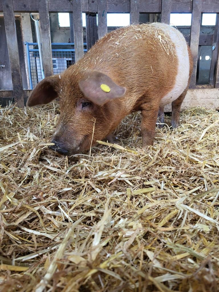 Mooie Husumer big., Dieren en Toebehoren, Vrouwelijk, Varken