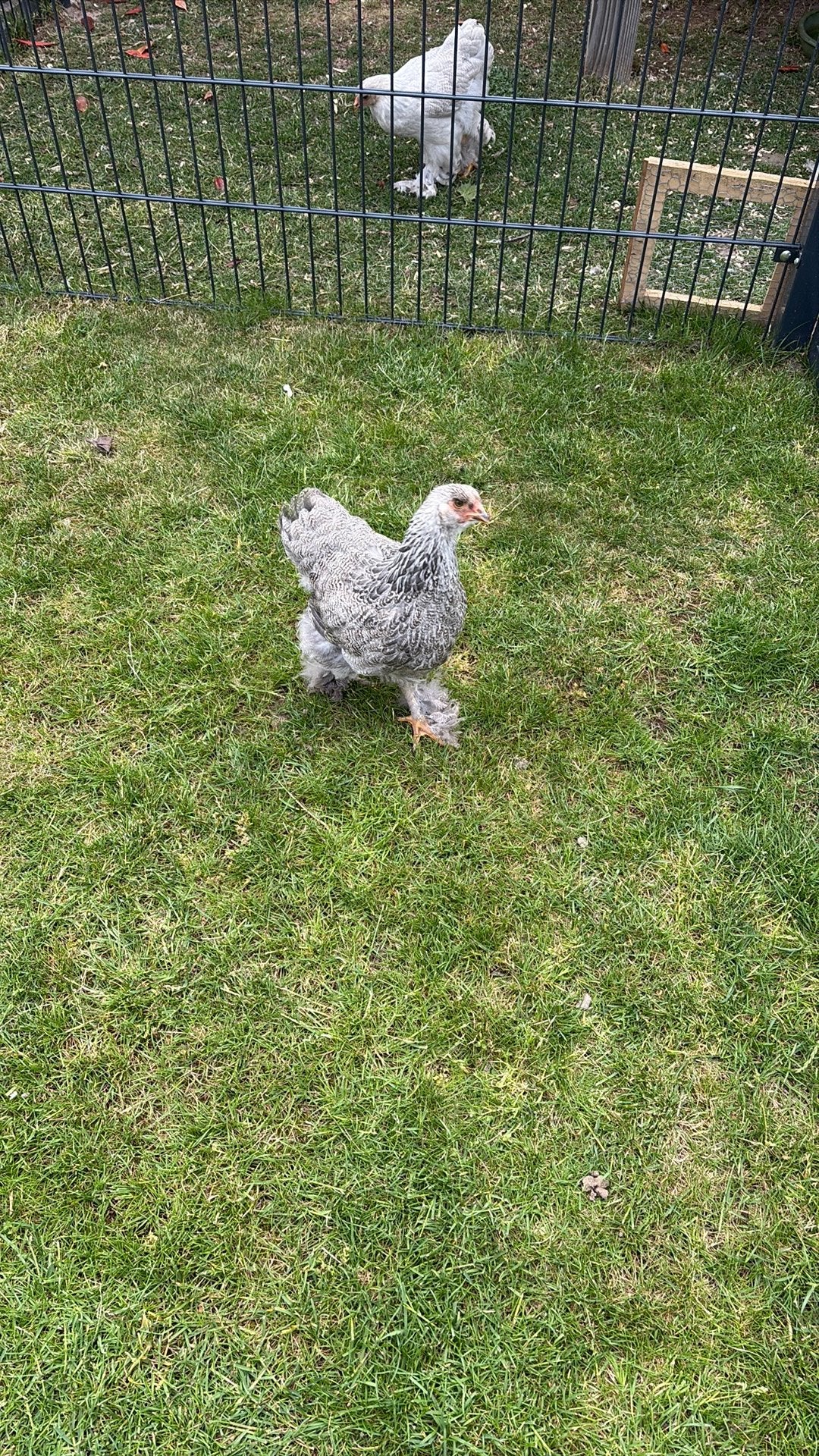 Brahma hen 5x, Vrouwelijk, Kip