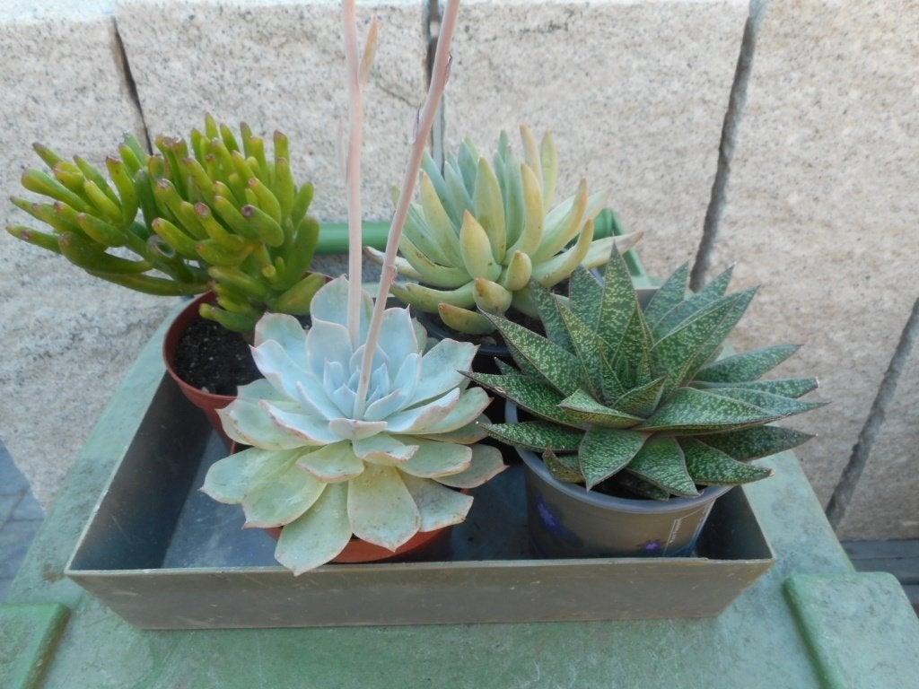 Planten, Ophalen of Verzenden, Vaste plant, Overige soorten, Volle zon