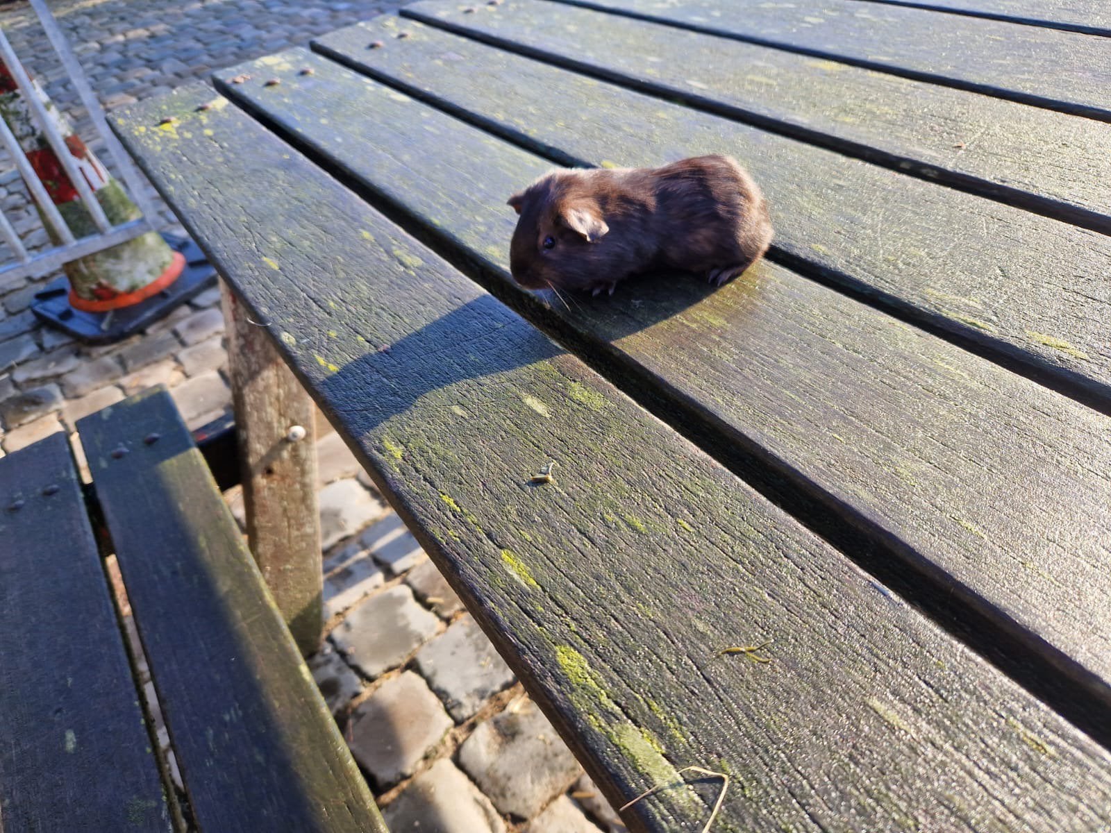 Mooie cavia’s (mannetjes), Dieren en Toebehoren, Knaagdieren, Cavia, Mannelijk, Juli, Tam