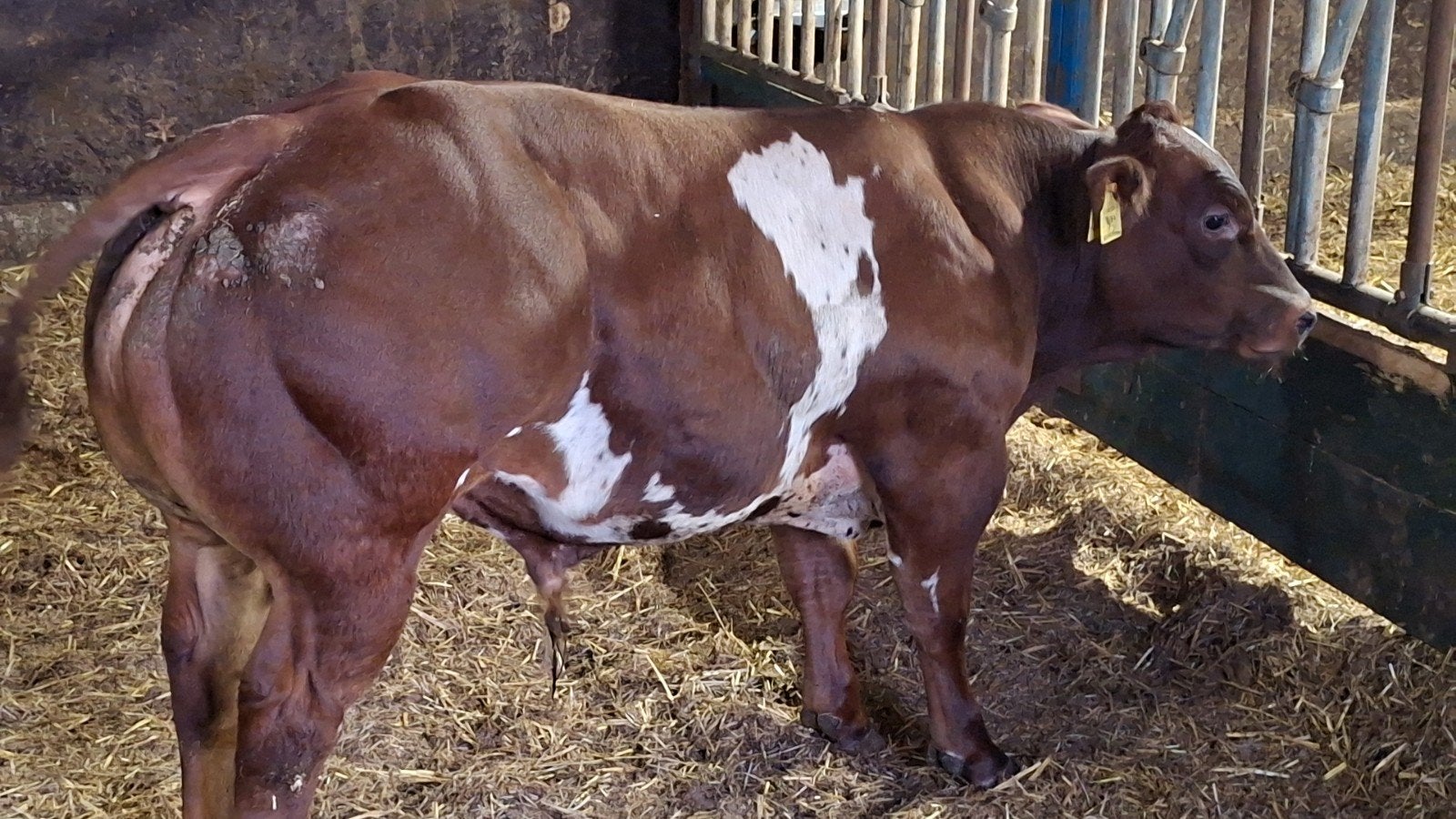Te koop 3 super dikbil stieren, Dieren en Toebehoren, Runderen, Vrouwelijk