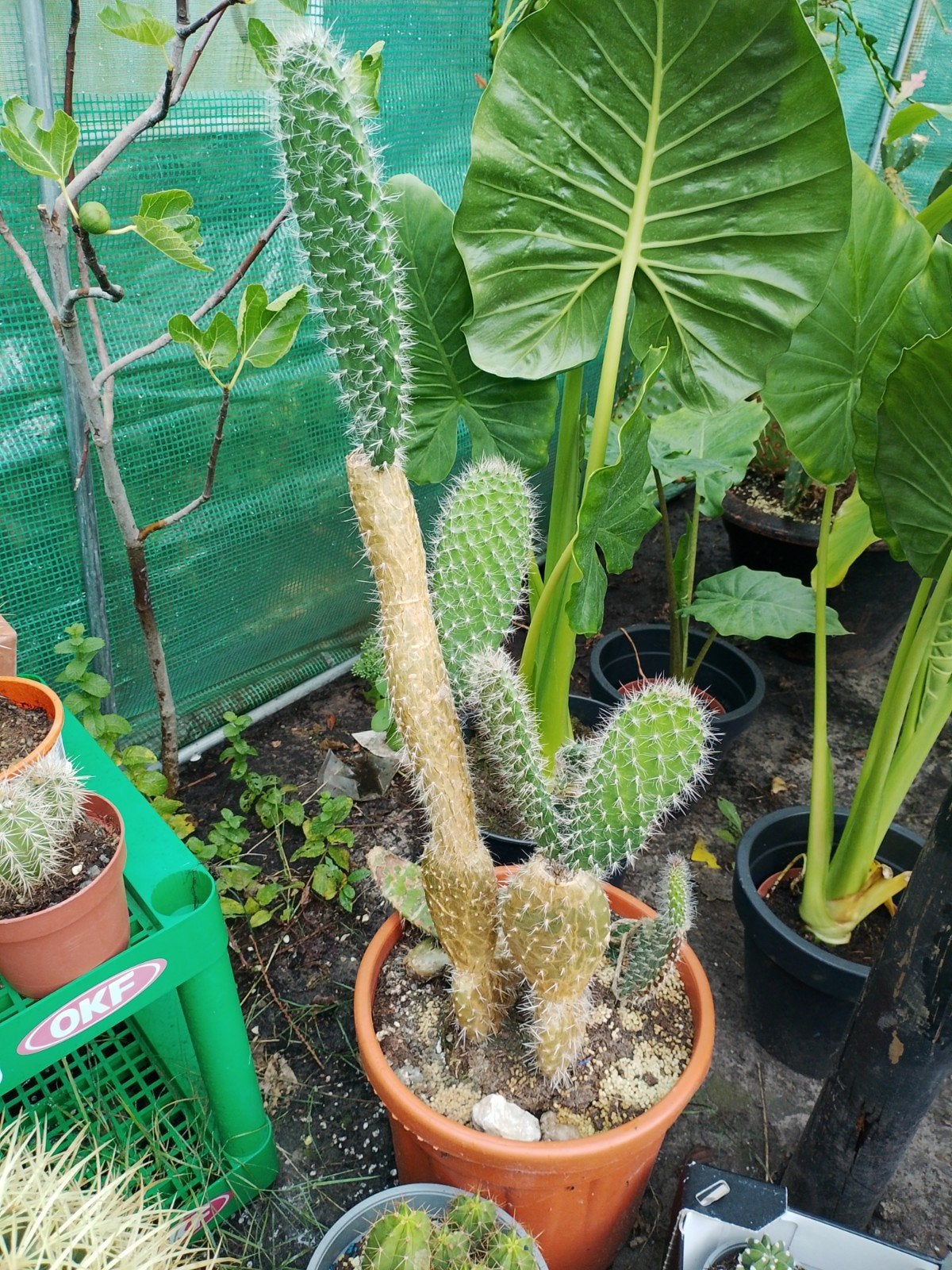 opuntia Schijfcactus, Huis en Inrichting, Kamerplanten, Ophalen, Halfschaduw, Minder dan 100 cm