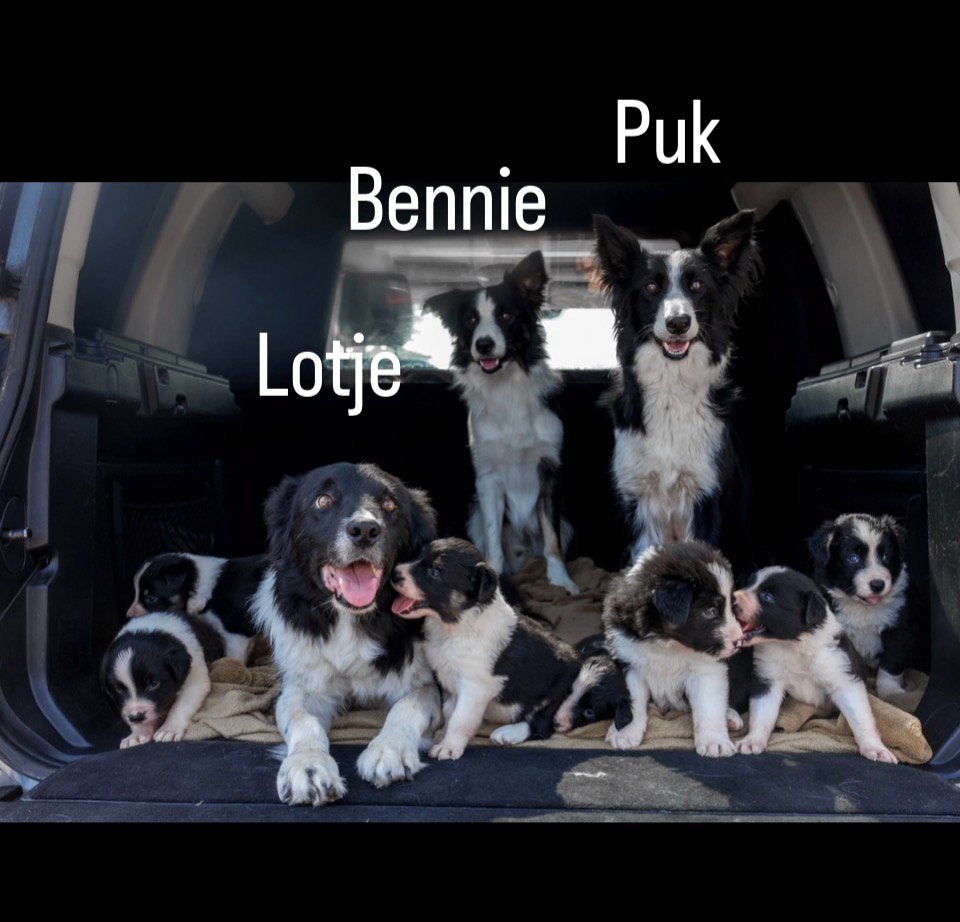 Border Collie puppy’s – werkhondenlijn, Rabiës (hondsdolheid), 8 tot 15 weken, Collie, Meerdere