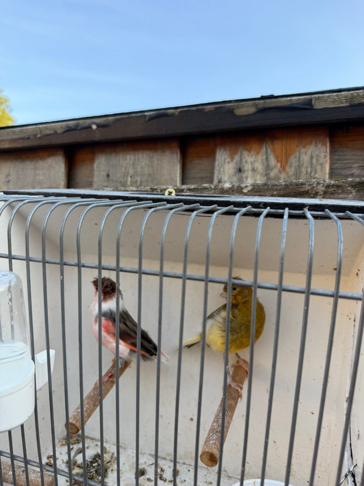 mooi ٢ kappel kanri met kooi, Dieren en Toebehoren, Vogels | Kanaries, Mannelijk, Zangkanarie
