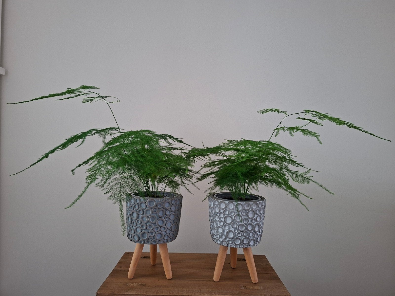 Asparagus Setaceus varen planten incl. bloempotten op pootje, Ophalen, Halfschaduw, Minder dan 100 cm