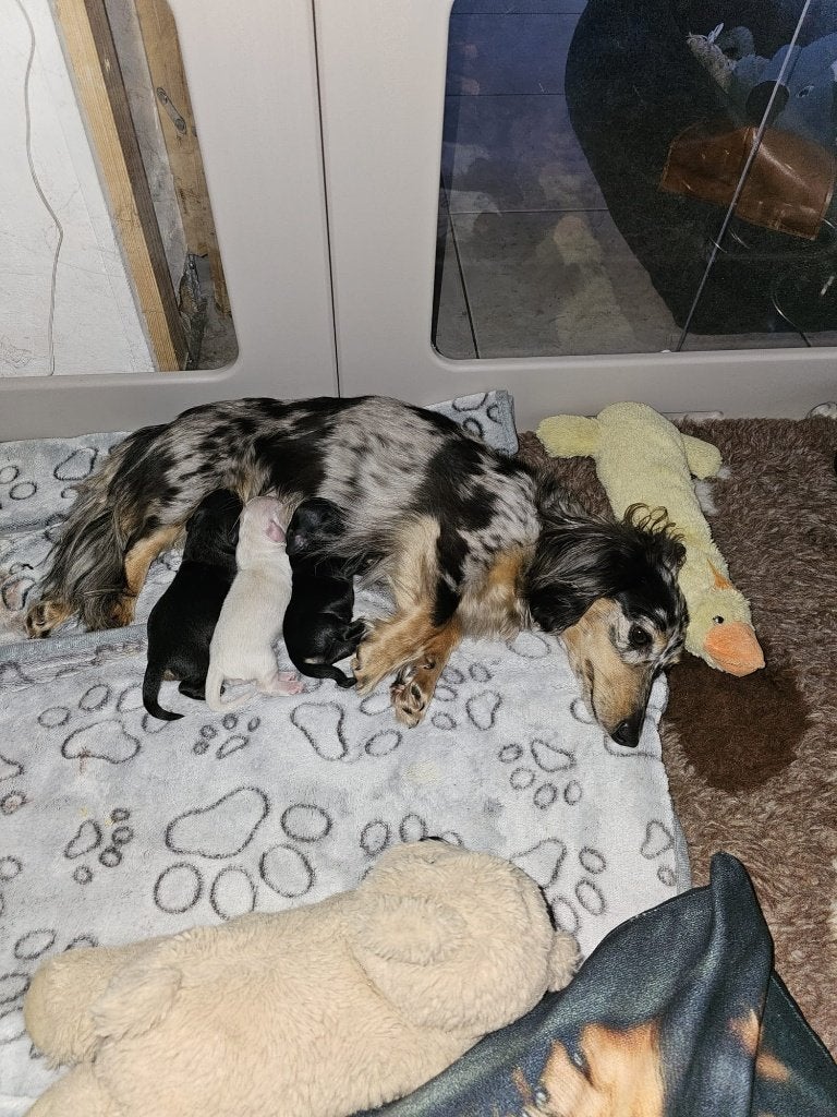 langharige dwergteckel pups, België, Particulier, 8 tot 15 weken, Dwerg
