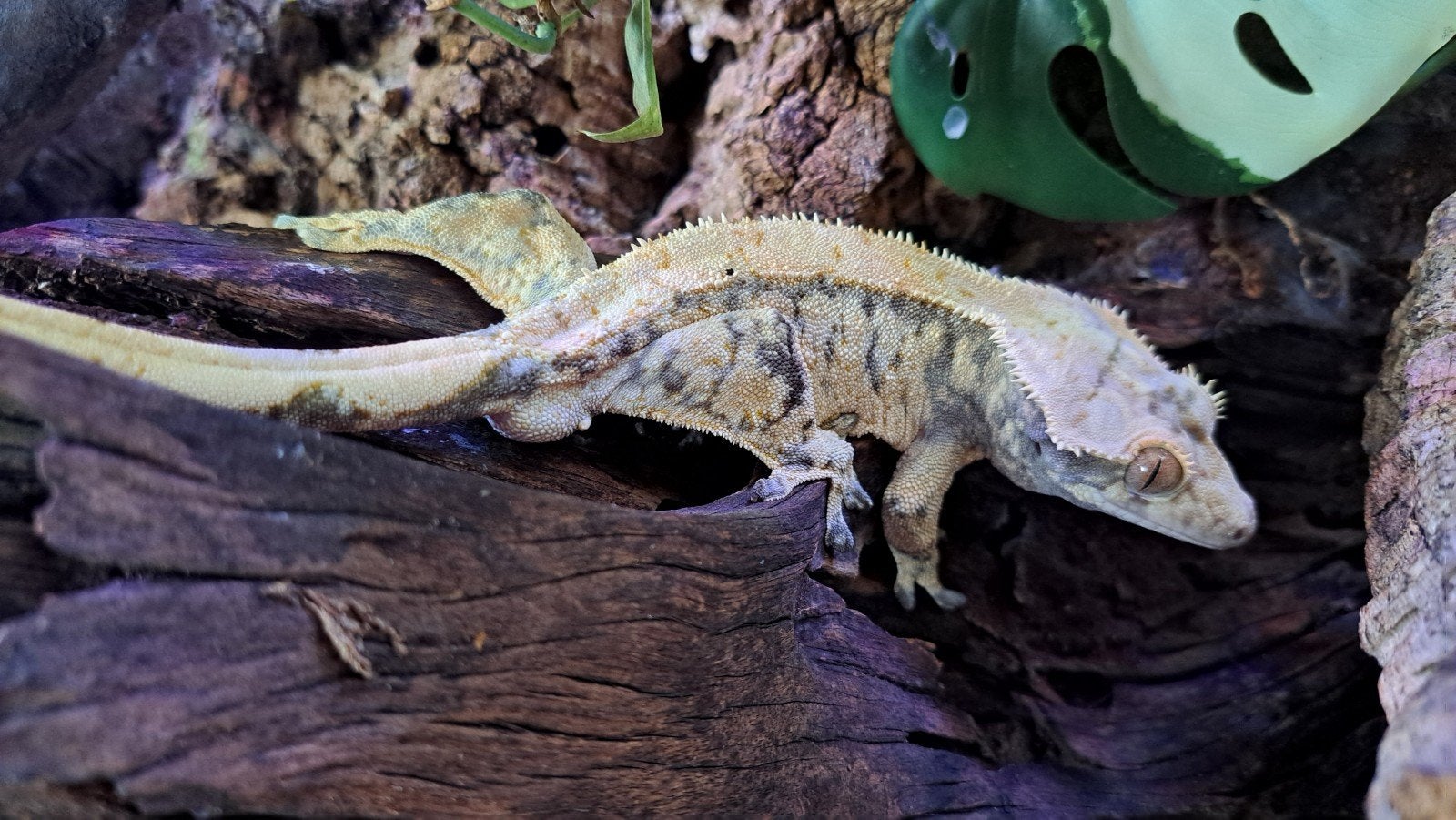 Wimpergekko Lilly White quad stripe. baby Crested Gecko photo 3