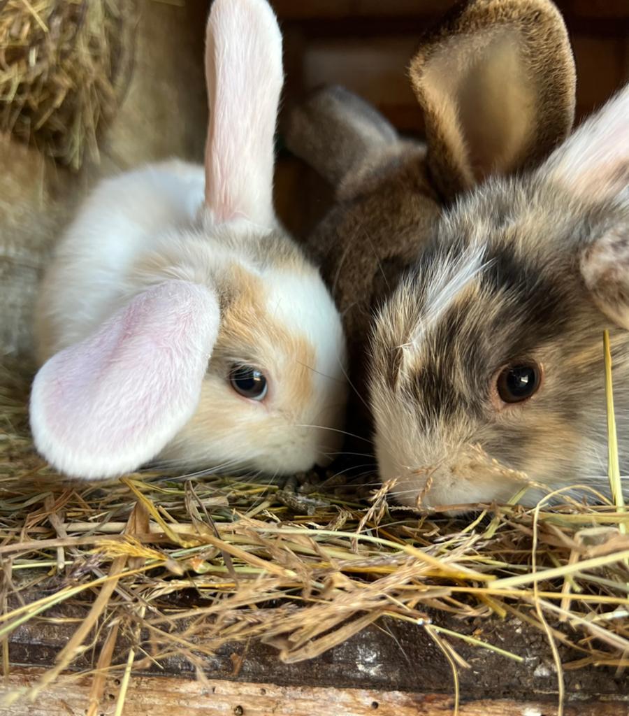 Ruime keus super tamme jonge konijntjes, Meerdere dieren, Klein, 0 tot 2 jaar