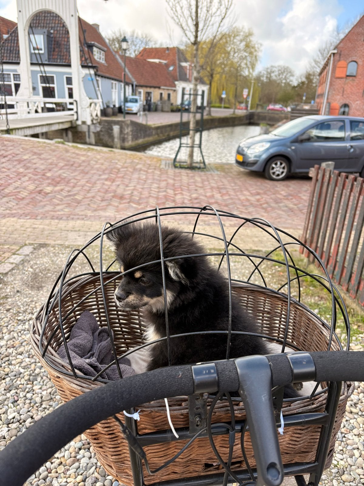 Fietsmand voor kleine hond - Veilig en comfortabel, Ophalen, Gebruikt, Fietsmand