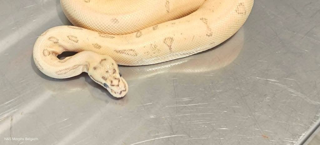 1.0 spotnose pin yb pastel enchi od het clown, Dieren en Toebehoren, Slang, Tam, 3 tot 6 jaar