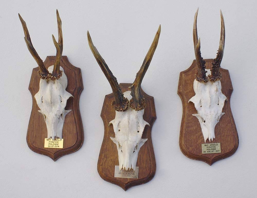 3 x decoratief REE GEWEI op solide eikenhouten schild (M), Ophalen of Verzenden, Gebruikt, Hert, Gewei of Kop