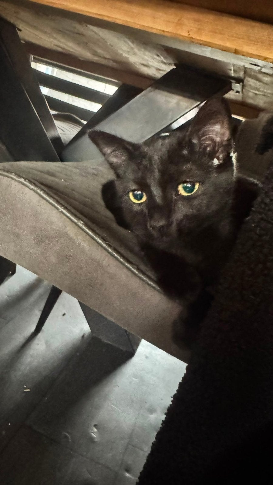 2 kittens zwart en tijger, 5 maand oud