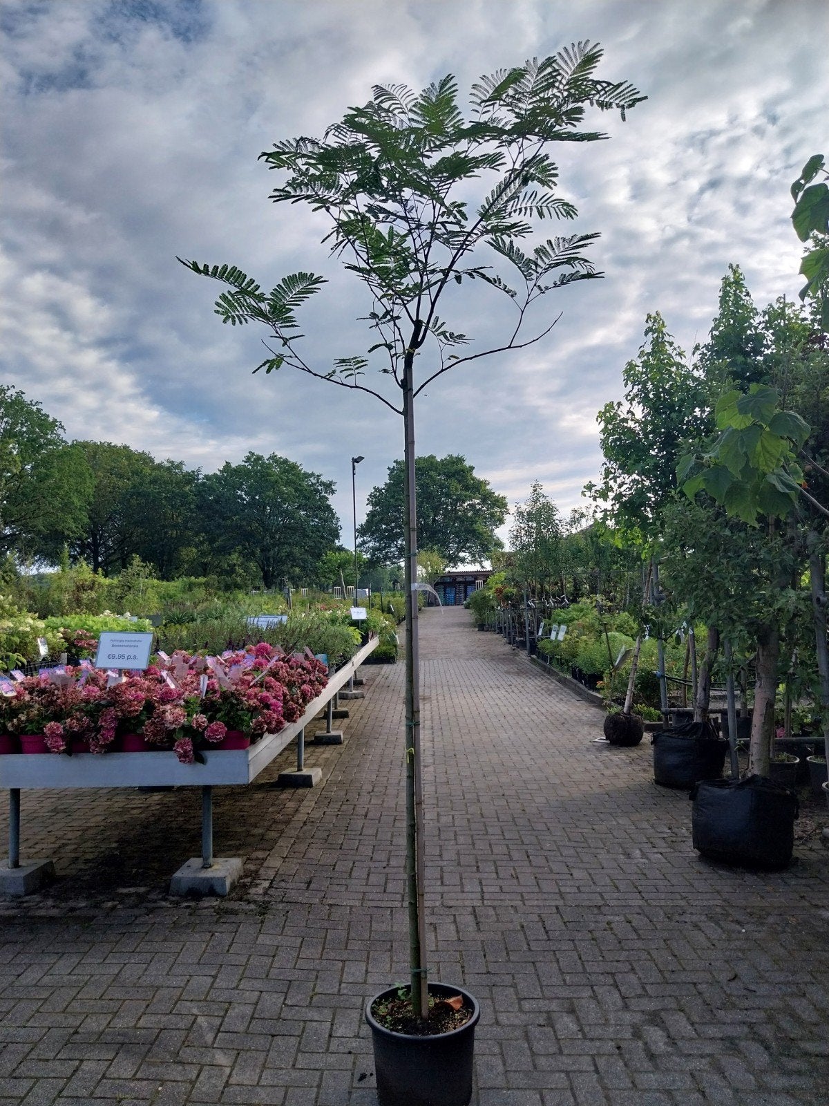 Perzische Slaapboom (Albizia julibrissin) - Sierlijke Boom, Overige soorten, Zomer, Ophalen, Volle zon