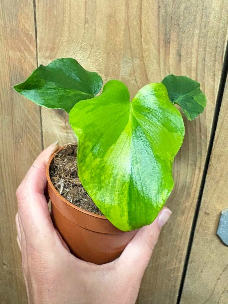 Philodendron xanadu little hope variegata plant aurea yellow, Ophalen of Verzenden, Halfschaduw, Minder dan 100 cm
