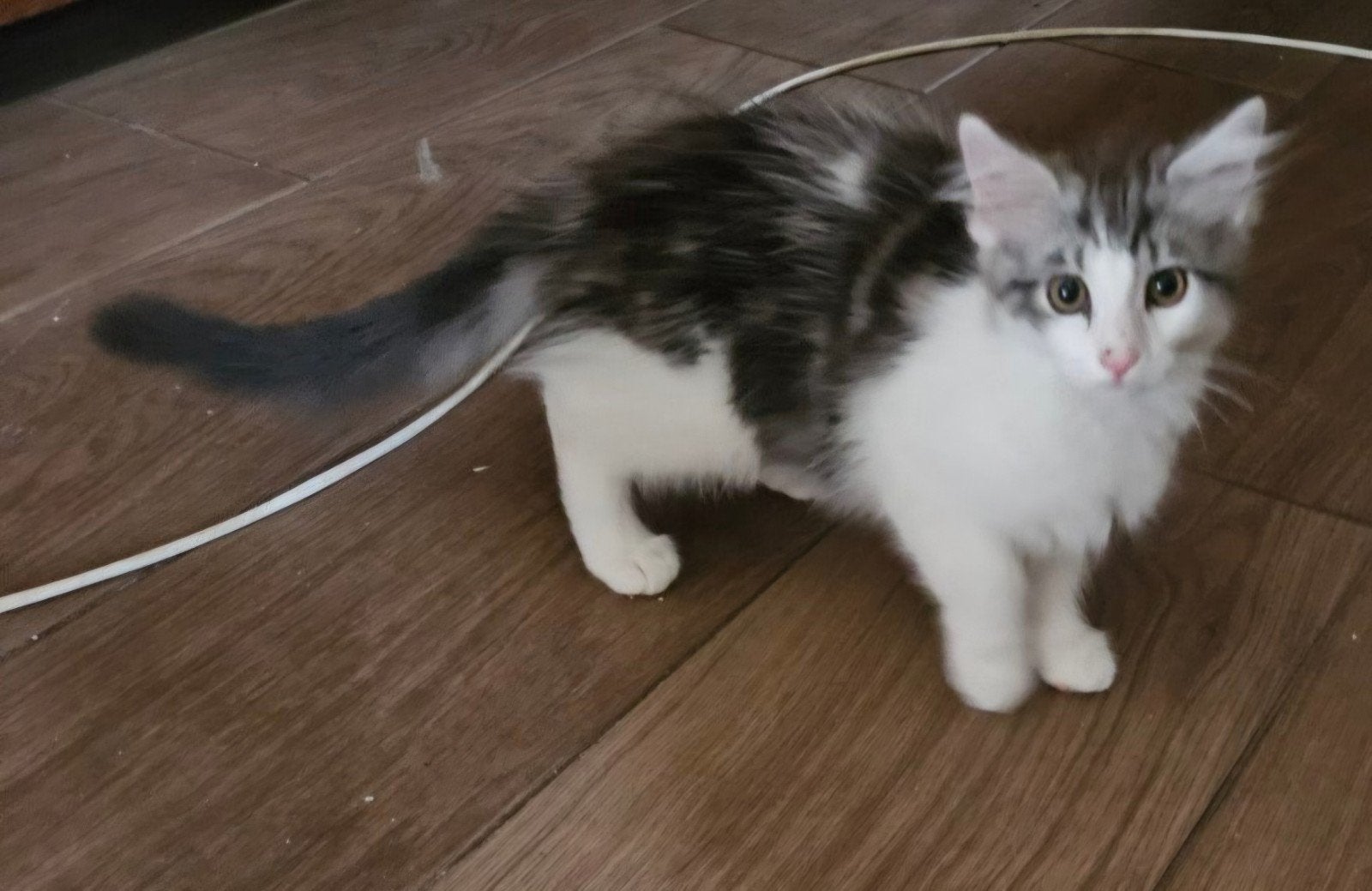 Half maincoon kittens en Europese kort haar mogen gelijk opg, Dieren en Toebehoren, Katten en Kittens | Overige Katten, Meerdere dieren