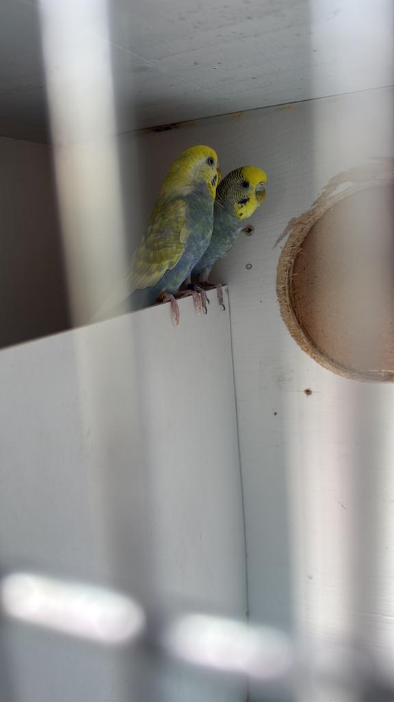 1 koppel grasparkieten 20 euro, Meerdere dieren, Parkiet