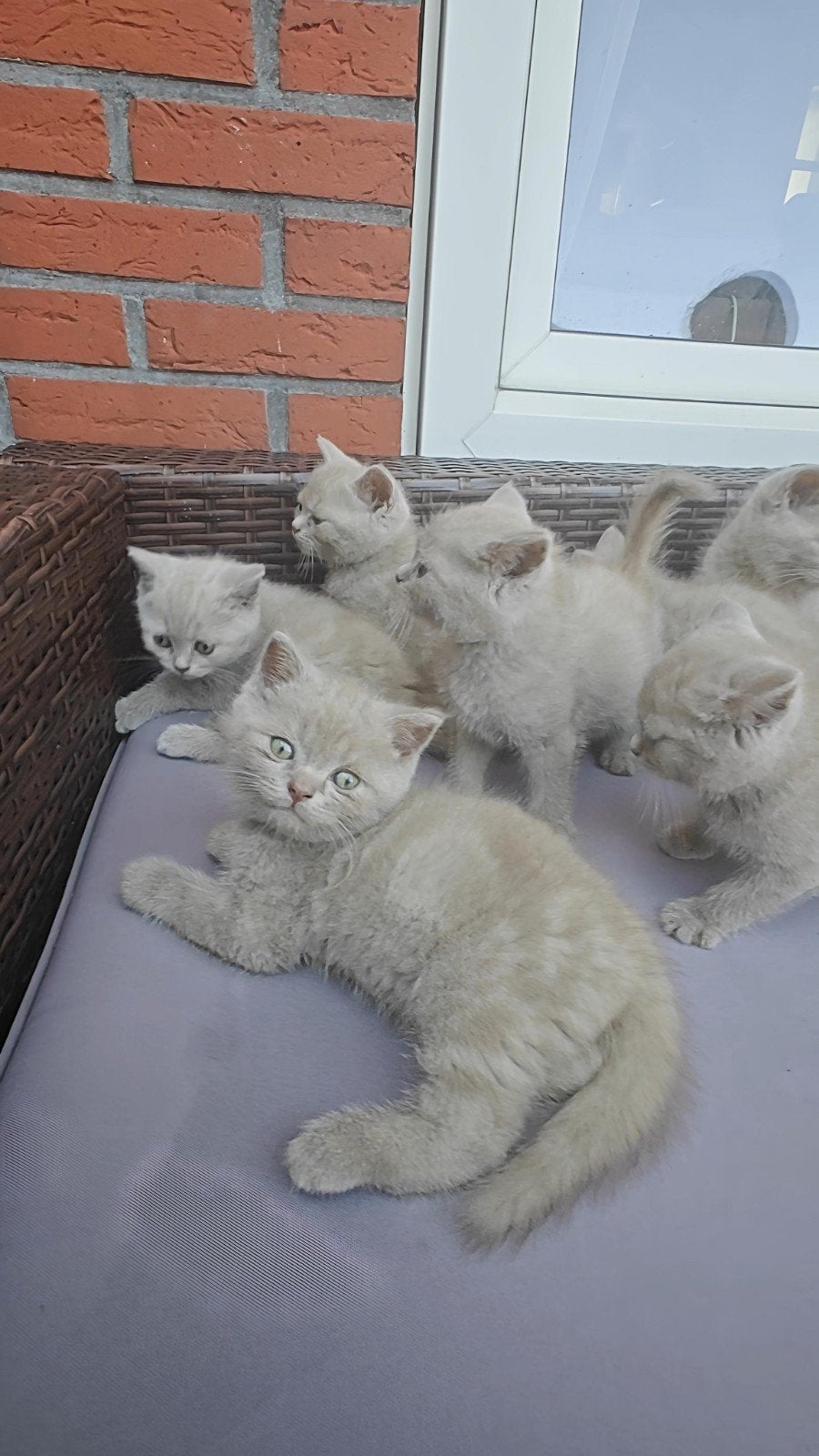 7 prachtige Britse Korthaar kittens 5 katers,2 poesjes, Meerdere dieren, Ontwormd, 0 tot 2 jaar