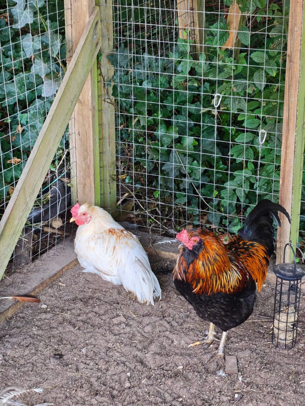 gratis hanen, Dieren en Toebehoren, Mannelijk, Kip