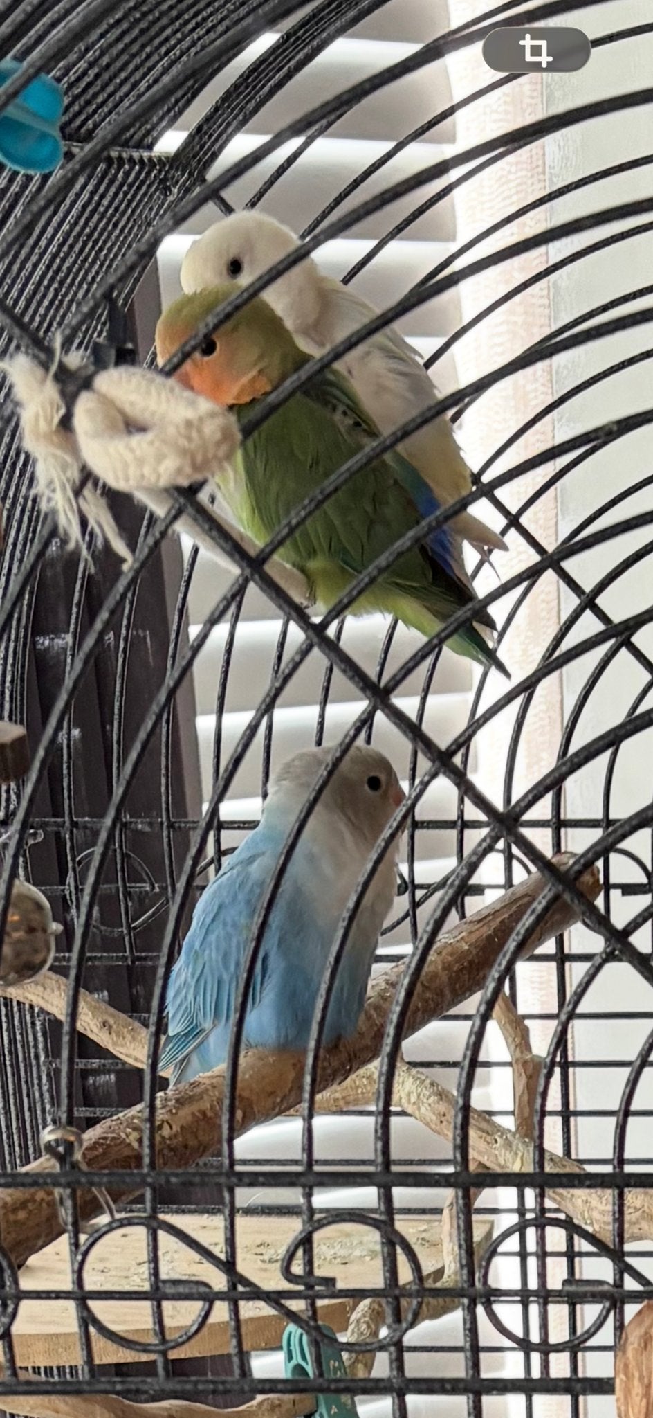 Agapornissen te koop. 3 x, Dieren en Toebehoren, Geslacht onbekend