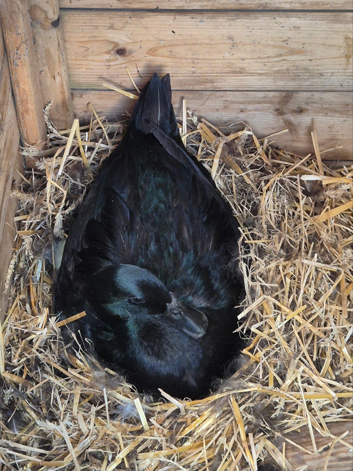 Cayuga eendjes, Dieren en Toebehoren, Pluimvee, Meerdere dieren, Eend