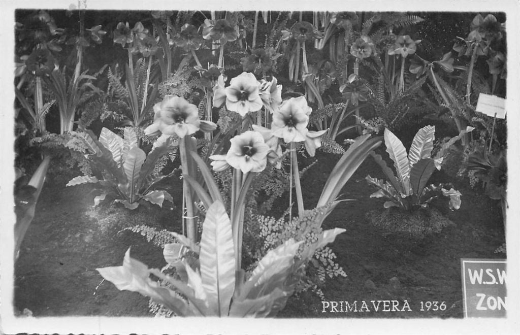 703-448-059 Rotterdam  Primavera 1936, Verzamelen, Ophalen of Verzenden, Voor 1920, Zuid-Holland