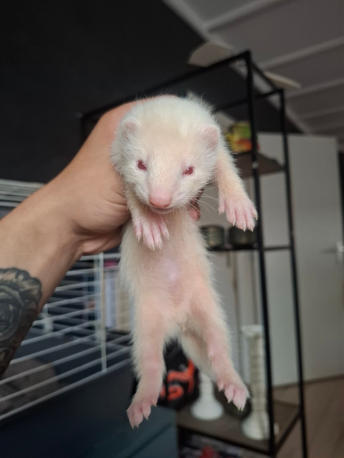 Fretten pups te koop, Fret, Mei, Meerdere dieren, Tam
