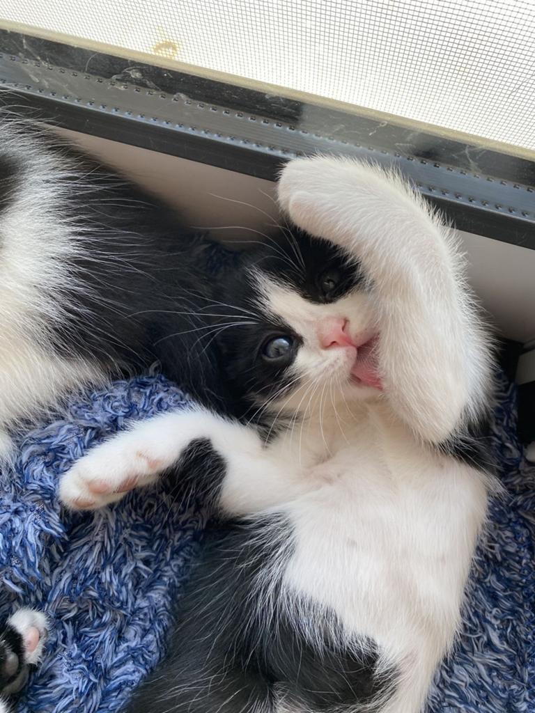 Kittens, Meerdere dieren